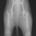 大腿骨頭骨頸部切除術後のレントゲン写真